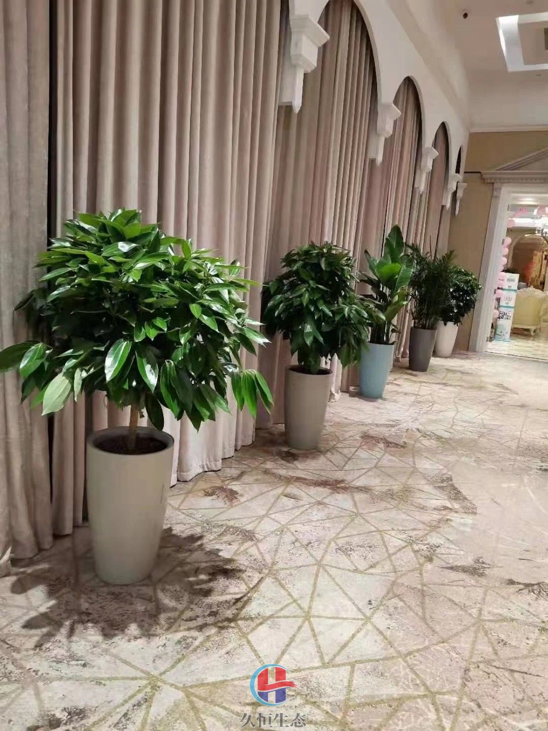 酒店走廊花卉绿植摆放